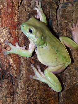 Litoria caerulea2.JPG