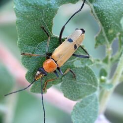 Little Soldier Beetle - Flickr - treegrow.jpg