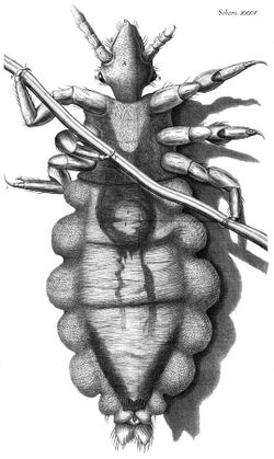 Louse diagram, Micrographia, Robert Hooke, 1667.jpg