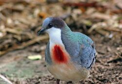 MINDANAO BLEEDING-HEART DOVE (6951813978).jpg