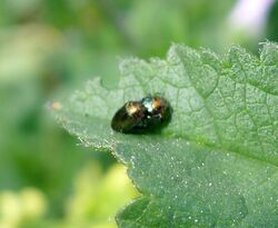 Mallow beetle. Trachys troglodytiformis (32013193186).jpg
