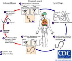 Mansonella ozzardi Life Cycle.gif