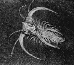 Marrella from Burgess Shale Fossils.jpg