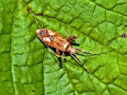 Miridae - Phytocoris sp. (female).jpg