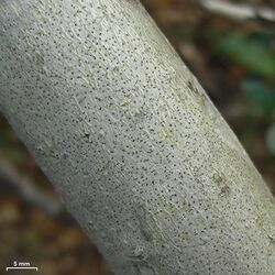 Mycoporum eschweileri - Flickr - pellaea (2).jpg