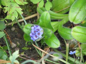 Myosotis capitata (13993419358).jpg