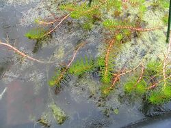 Myriophyllum aquaticum 0zz.jpg