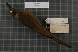 Naturalis Biodiversity Center - RMNH.AVES.14761 1 - Oriolus forsteni (Bonaparte, 1851) - Oriolidae - bird skin specimen.jpeg