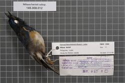Naturalis Biodiversity Center - RMNH.AVES.92880 1 - Niltava herioti subsp. - Muscicapidae - bird skin specimen.jpeg