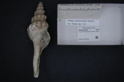 Naturalis Biodiversity Center - RMNH.MOL.209019 - Fusinus nodosoplicatus (Dunker, 1867) - Fasciolariidae - Mollusc shell.jpeg