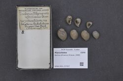 Naturalis Biodiversity Center - RMNH.MOL.237007 - Bulinus africanus (Krauss, 1848) - Planorbidae - Mollusc shell.jpeg