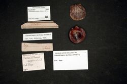 Naturalis Biodiversity Center - RMNH.MOL.322604 - Lissochlamys exotica (Dillwyn, 1817) - Pectinidae - Mollusc shell.jpeg