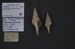 Naturalis Biodiversity Center - ZMA.MOLL.364340 - Lophiotoma leucotropis (Adams & Reeve, 1850) - Turridae - Mollusc shell.jpeg