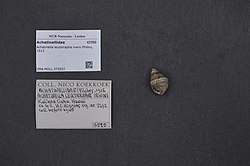 Photograph of the snail next to two identification cards