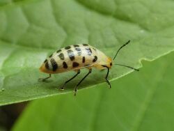 Neopriotelus apiatus.jpg