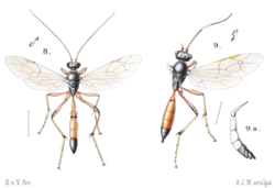 Oronotus coarctatus, Mesm, - Print - Iconographia Zoologica - Special Collections University of Amsterdam - UBAINV0274 046 06 0122.png