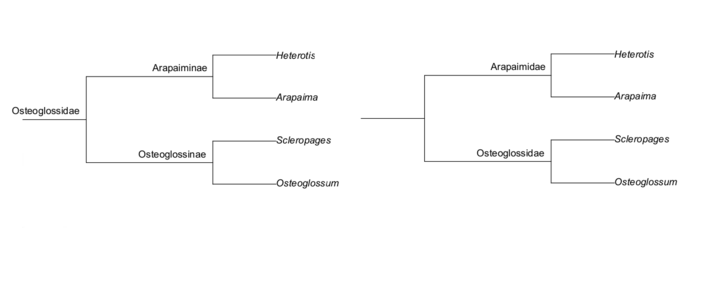 Phylograms showing the hypothesis of the relationships of internal Osteoglossimorphs: Heterotis, Arapaima, Scleropages, and Osteoglossum (based on Hastings, Walker, and Galland 2014)