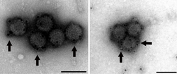 PRV virion proteins.png