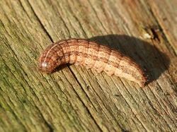 Pachetra sagittigera larva.jpg