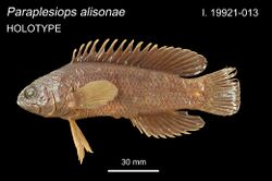 ParaplesAlisonHolotype.jpg