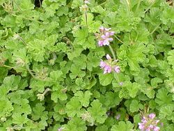 Pelargonium capitatum1.jpg