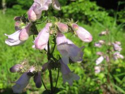 Penstemon calycosus Kentucky.jpg