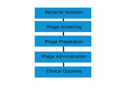 Phage therapy 2.jpg