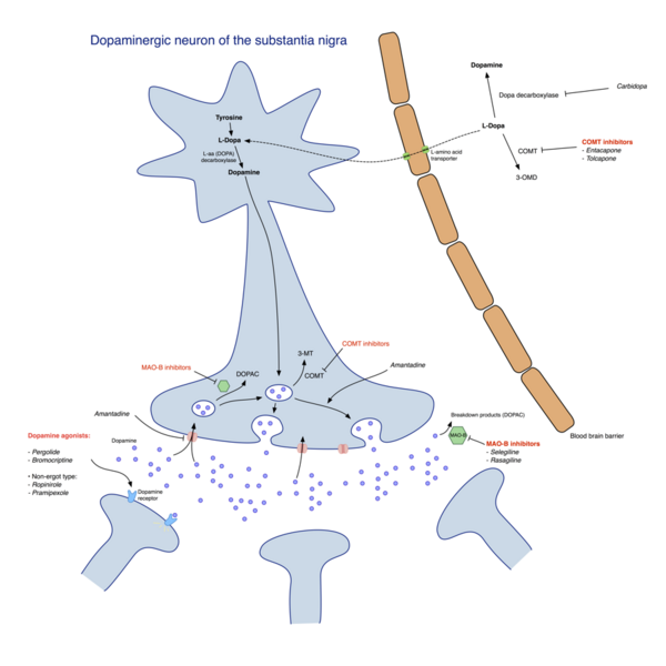 File:Pharmacological treatment of Parkinson's disease.png