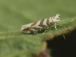 Phyllonorycter kuhlweiniella 28395842.jpg