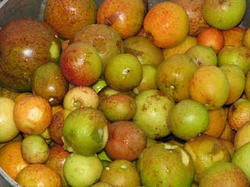 Picked mangaba fruit.png