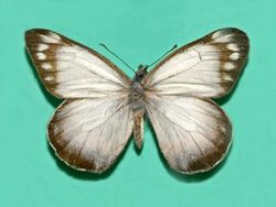 Pieridae - Delias harpalyce-001.jpg