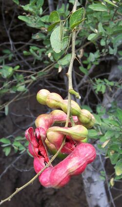 Pithecellobium dulce beans.JPG