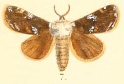 Pl.03-07-Belippa thoracica Moore, 1879 (Contheyla).JPG