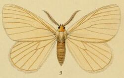 Pl.1-09-Stibolepis odites=Phiala odites Schaus, 1893.JPG