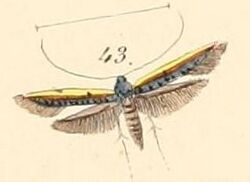 Pl.140-43-Gracilaria chrysitis (= Caloptilia chrysitis).jpg