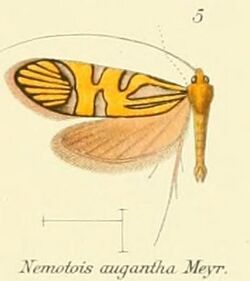Pl.2-05-(Nemotois) Nemophora augantha (Meyrick 1907).JPG
