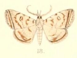 Pl.6-18-Mixomelia duplexa (Moore, 1882) (Herminia).JPG