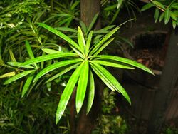 Podocarpus neriifolius UJ.jpg
