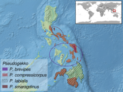 Pseudogekko sp. distribution.png