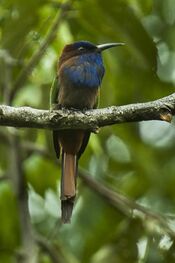 Purple-bearded Bee-eater - Sulawesi MG 5287.jpg