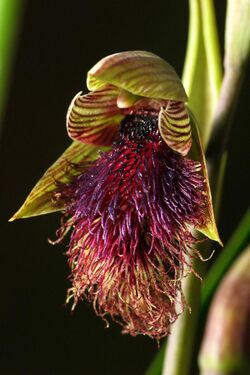 Purple beard orchid (4035734447).jpg