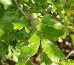 Quercus stellata.jpg