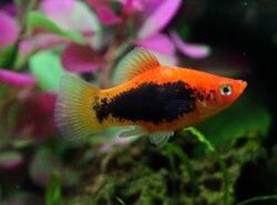 Red tuxedo platy.JPG