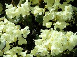 Rhododendron campylocarpum - University of Copenhagen Botanical Garden - DSC07601.JPG