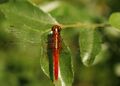 Rhodothemis rufa.jpg