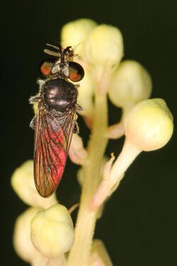Robberfly - Cerotainia albipilosa, Meadowood Farm SRMA, Mason Neck, Virginia.jpg