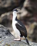 SGI-2016-South Georgia (Cooper Bay)–South Georgia Shag (Leucocarbo georgianus) (cropped).jpg