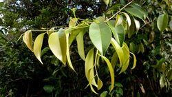 Sacoglottis mattogrossensis Malme - Flickr - Alex Popovkin, Bahia, Brazil (1).jpg