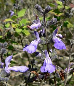 Salvia melissodora 2.jpg