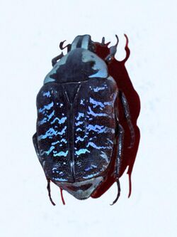 Scarabaeidae - Euchroea coelestis.jpg